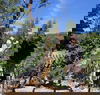 Private Shoalhaven Zoo Experience from Sydney - Accommodation Perth