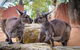 Australia Multi-City Attractions Pass - thumb 9