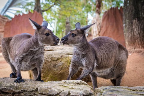 Australia Multi-City Attractions Pass - Accommodation Perth 9