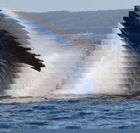 Jervis Bay Whale Watching Tour - Accommodation Perth