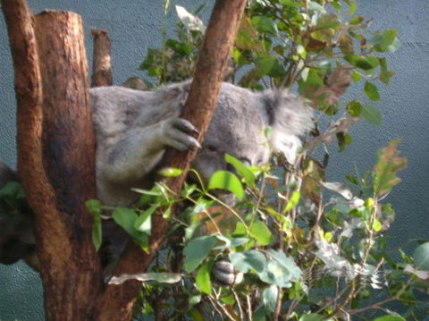 WILD LIFE Sydney Entrance Ticket - Perth Resorts 16