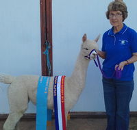 Marchmont Park Alpacas - Accommodation Perth
