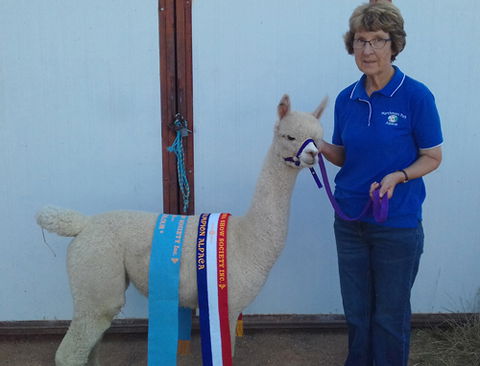 Marchmont Park Alpacas - Accommodation Perth 0