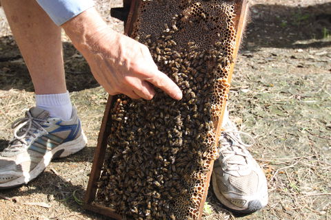 Bees On Keswick Island - Accommodation Perth 0