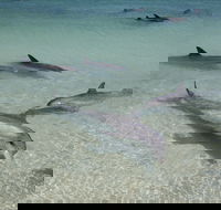 Dolphins of Monkey Mia - Accommodation Perth