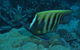 Frankland Islands Dive Site - thumb 0