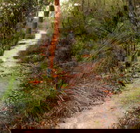Great North walk - Brisbane Water National Park - Accommodation Perth