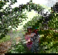 Harben Vale Pick Your Own Cherries - Accommodation Perth