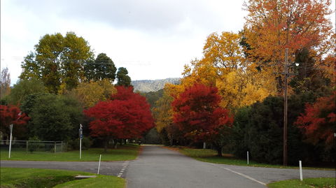 Jamieson Significant Trees - Accommodation Perth 1