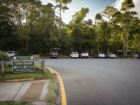 Mary Cairncross Scenic Reserve Rainforest Walk - Accommodation Perth 1