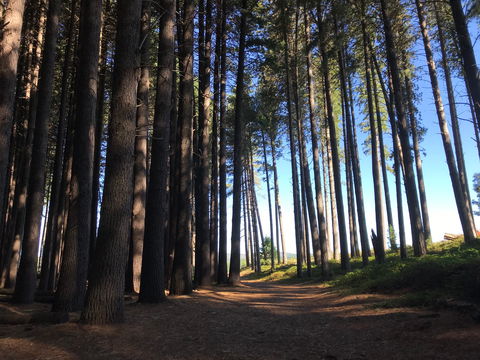 Mountain Bike Trails Tumbarumba - Accommodation Perth 0
