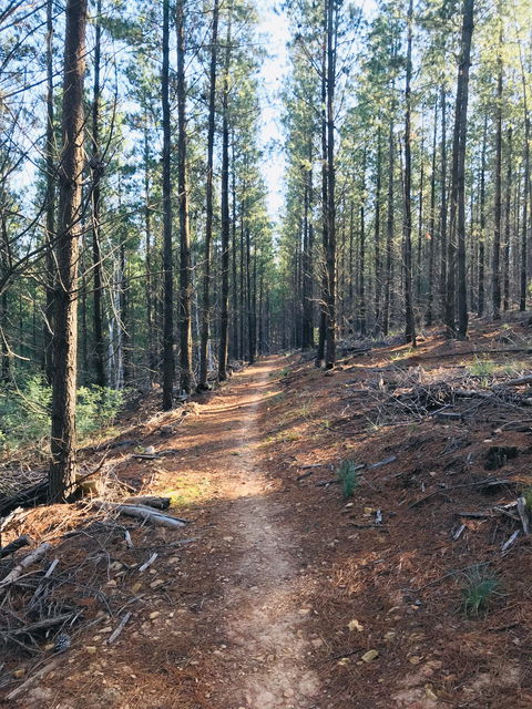 Mountain Bike Trails Tumbarumba - Accommodation Perth 1