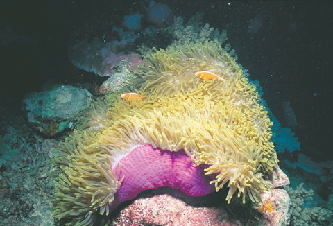 Rowley Shoals - Accommodation Perth 2