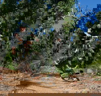 Scorpion Trail Kalamunda Mountain Bike Trails - Accommodation Perth