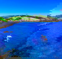 Snorkelling Montague Island - Accommodation Perth