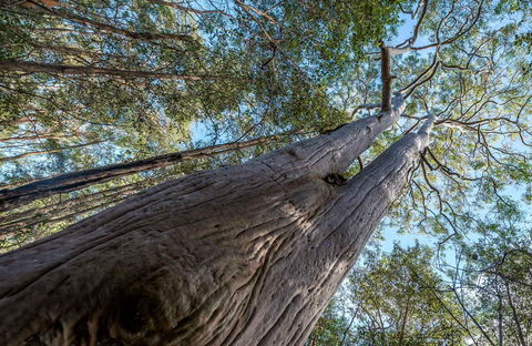 Wallumatta Nature Reserve - Accommodation Perth 0