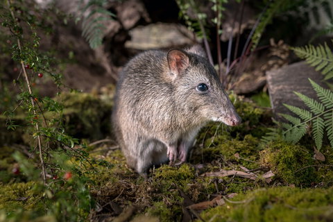 Wildlife Wonders - Perth Resorts 0