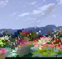 Blue Lotus Water Garden