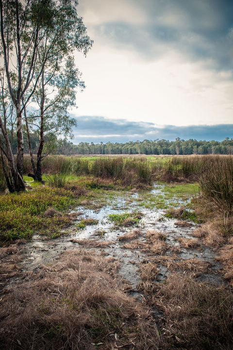 Gemmill Swamp Wildlife Reserve - Accommodation Perth 2