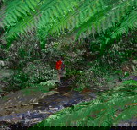 Goldsborough Valley Wooroonooran National Park