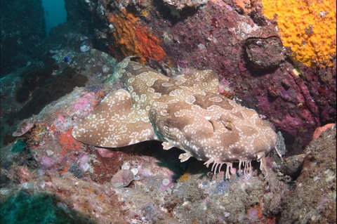 Hanging Rock Dive Site - Accommodation Perth 1