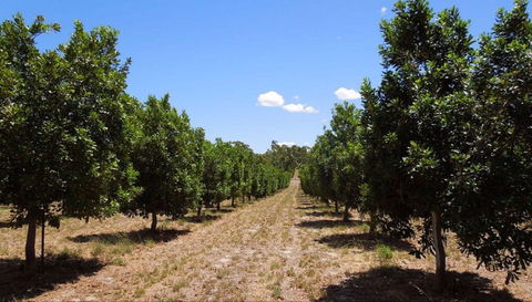 MacNuts WA Shop And Factory - Accommodation Perth 0