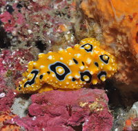 Magic Mountain Dive Site - Accommodation Perth