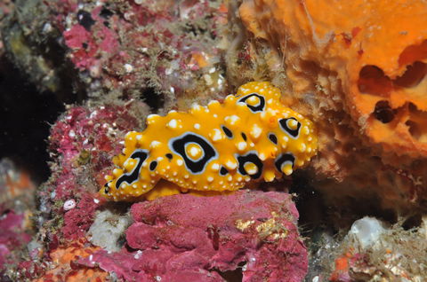 Magic Mountain Dive Site - Accommodation Perth 0