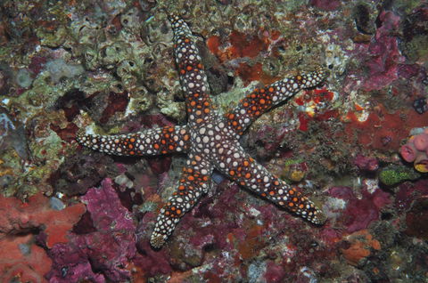 Magic Mountain Dive Site - Accommodation Perth 1