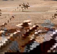 Monarto Safari Park - Accommodation Perth