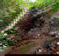 Queen Mary Falls circuit Main Range National Park - Perth Resorts