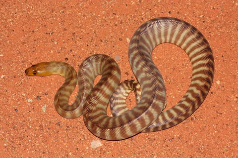 Red Desert Reptiles - Accommodation Perth 0