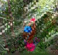 TreeTop Challenge - Sunshine Coast - Accommodation Perth