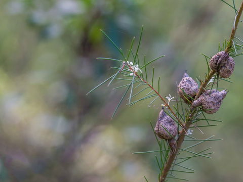 Wallumatta Loop Trail - Accommodation Perth 0