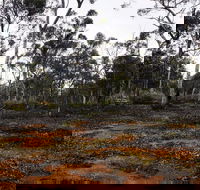 Woylie Walk Dryandra Woodland - Accommodation Perth