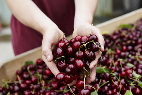 Yarra Valley Cherries - Accommodation Perth 0