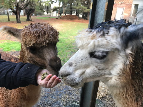 Alpaca Farm Experience At Crookwell - Perth Resorts 0