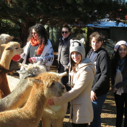Alpaca Farm Experience At Crookwell - Perth Resorts 2