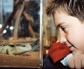 Canberra Reptile Zoo - Perth Resorts 2