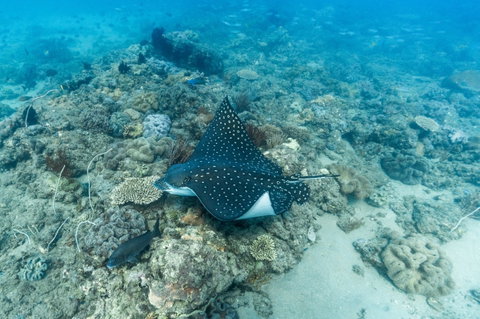 Child Island Dive Site - Accommodation Perth 0