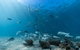 Child Island Dive Site - thumb 1