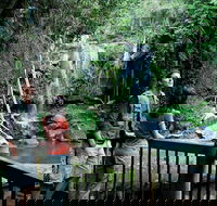 Curtis Falls track Tamborine National Park - Accommodation Perth