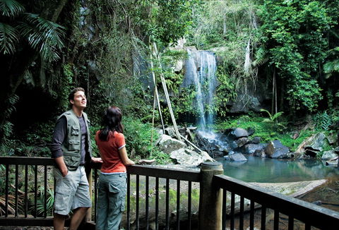 Curtis Falls Track, Tamborine National Park - Accommodation Perth 0