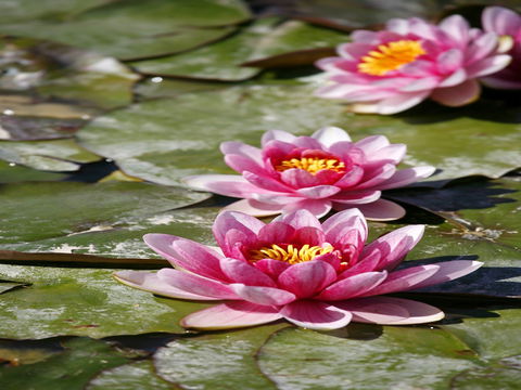 Dubbo Regional Botanic Garden - Closed Until Further Notice - Accommodation Perth 2
