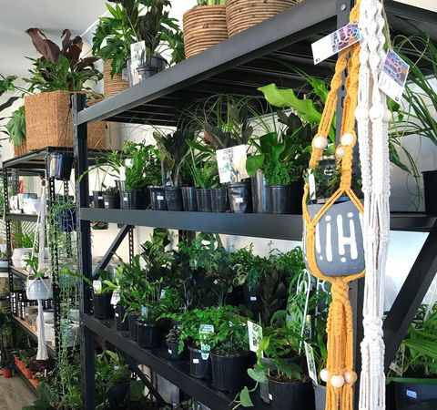 Fancy Plants - Perth Resorts 0