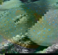 Fitzroy Island Dive Site - Accommodation Perth