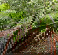 Goodenia Rainforest Walking Track - Accommodation Perth