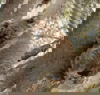 Koala Spotting Narrandera - Accommodation Perth
