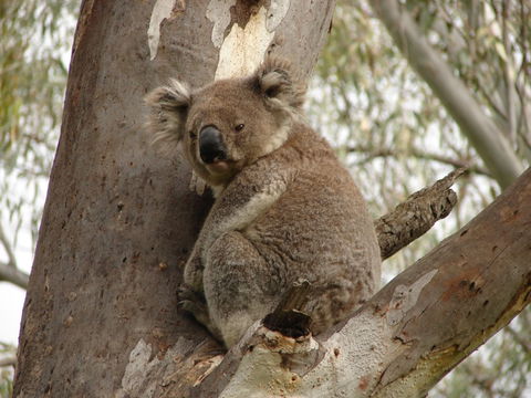Koala Spotting Narrandera - Accommodation Perth 0