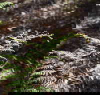 Langwarrin Flora and Fauna Reserve Walking Trails - Accommodation Perth
